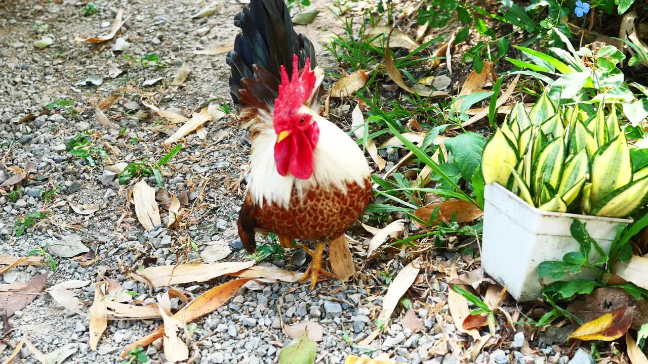 矮脚鸡走在泥土地上，视频素材