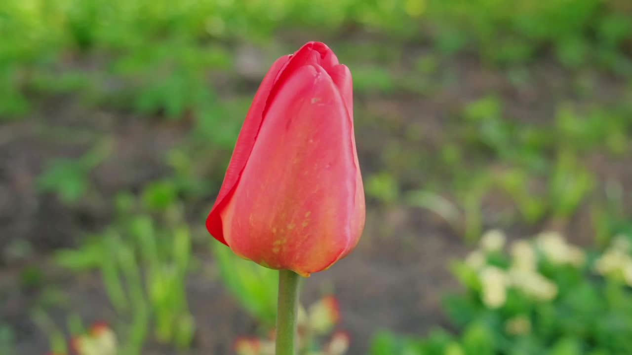 你好,春天。红色的郁金香花在花坛。近距离观察花园里春天的花朵。励志柔花观，选择性专注。视频素材