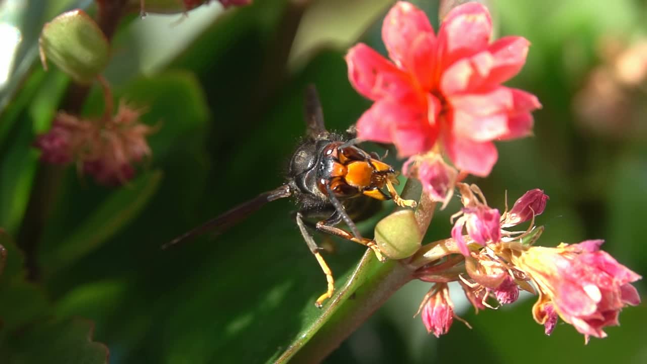 蜜蜂黄蜂大黄蜂视频素材