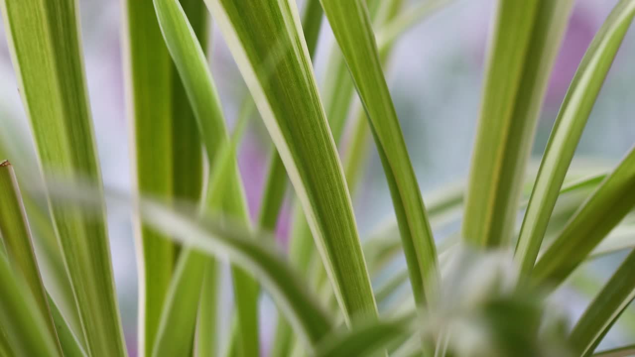 室内植物吊兰呈圆形旋转视频素材