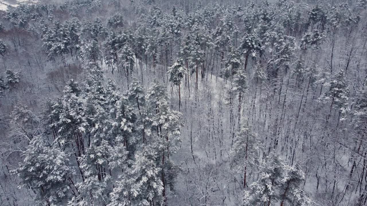 雪后的冬松和落叶林，鸟瞰图视频素材