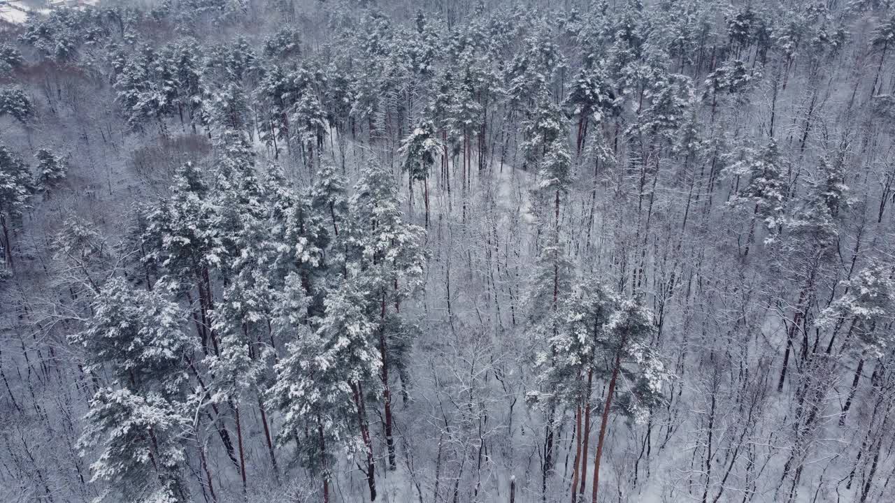 雪后的冬松和落叶林，鸟瞰图视频素材