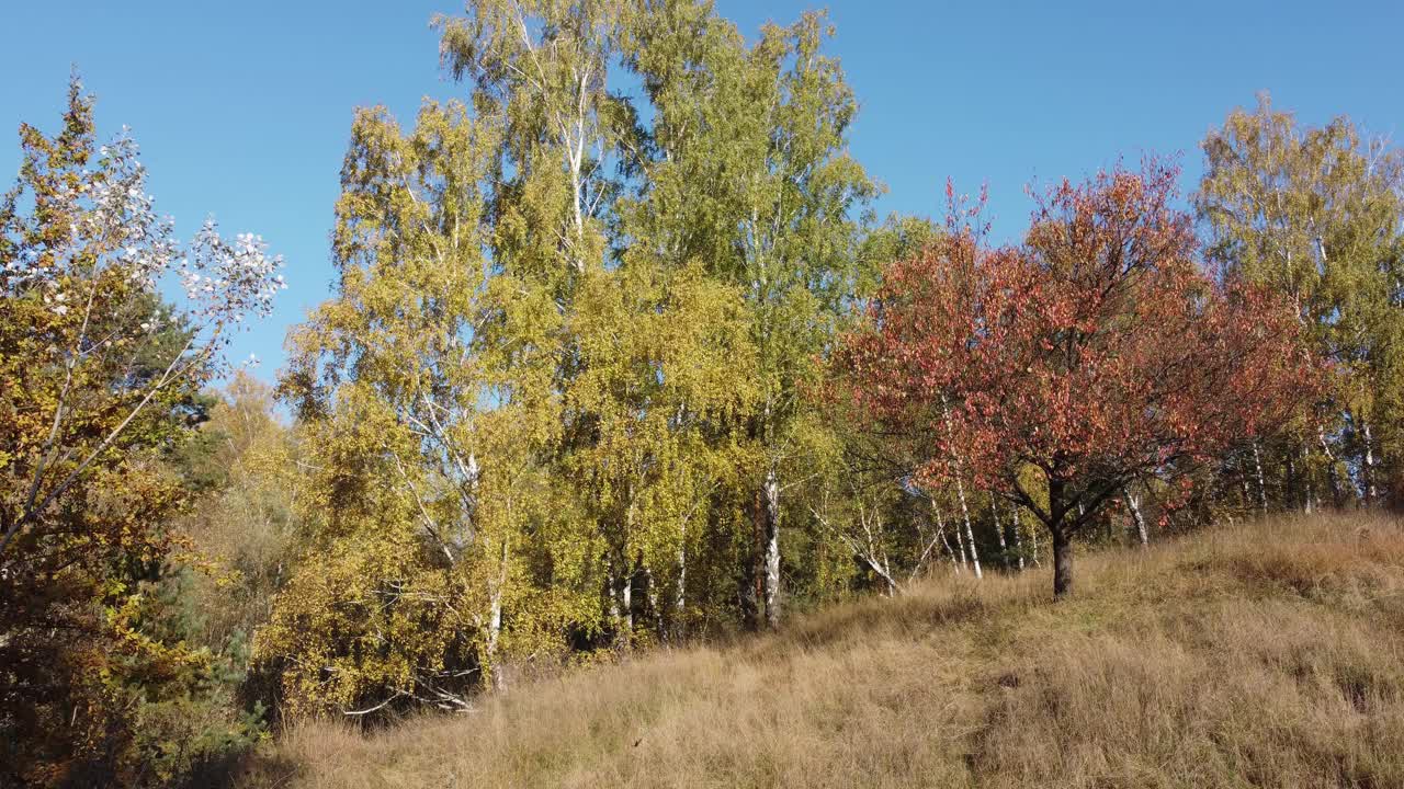 秋天森林山坡上的桦树和其他树木视频素材