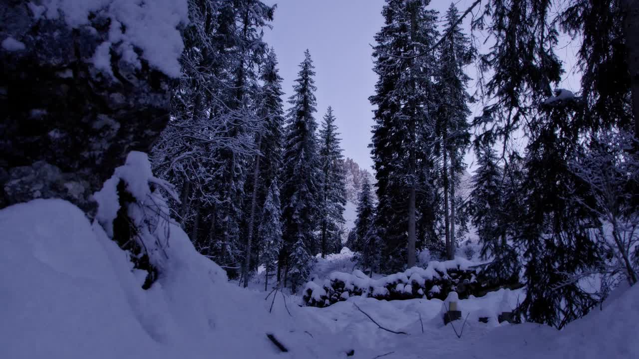 令人惊叹的冷杉树在雪地里视频素材