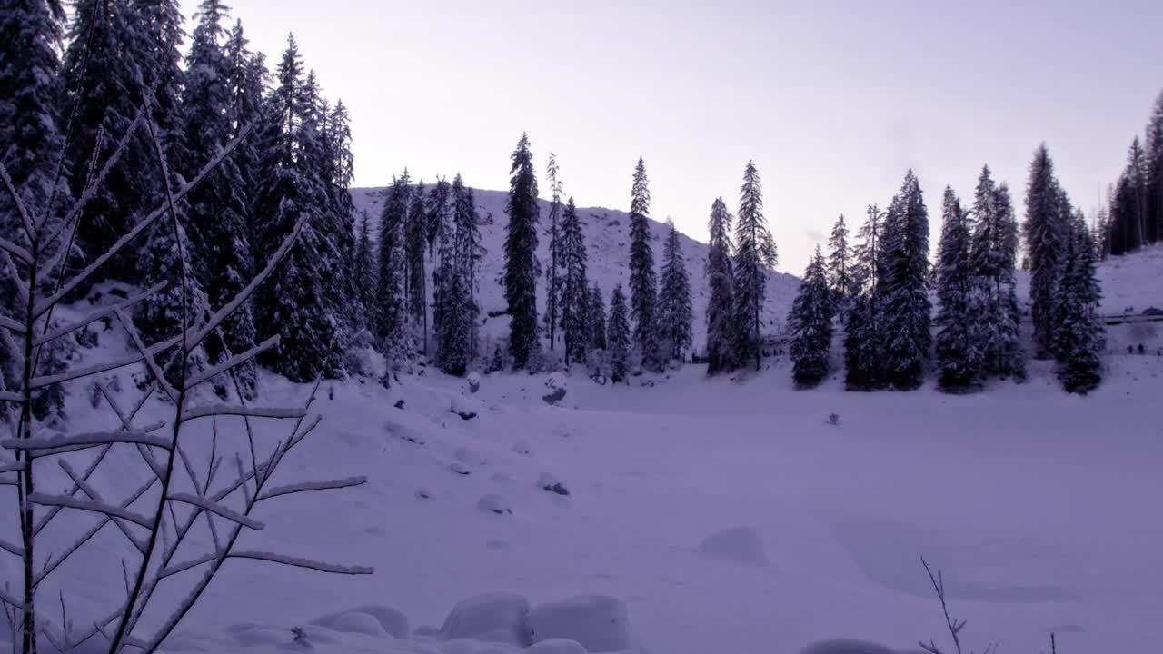 令人惊叹的冷杉树在雪地里视频素材