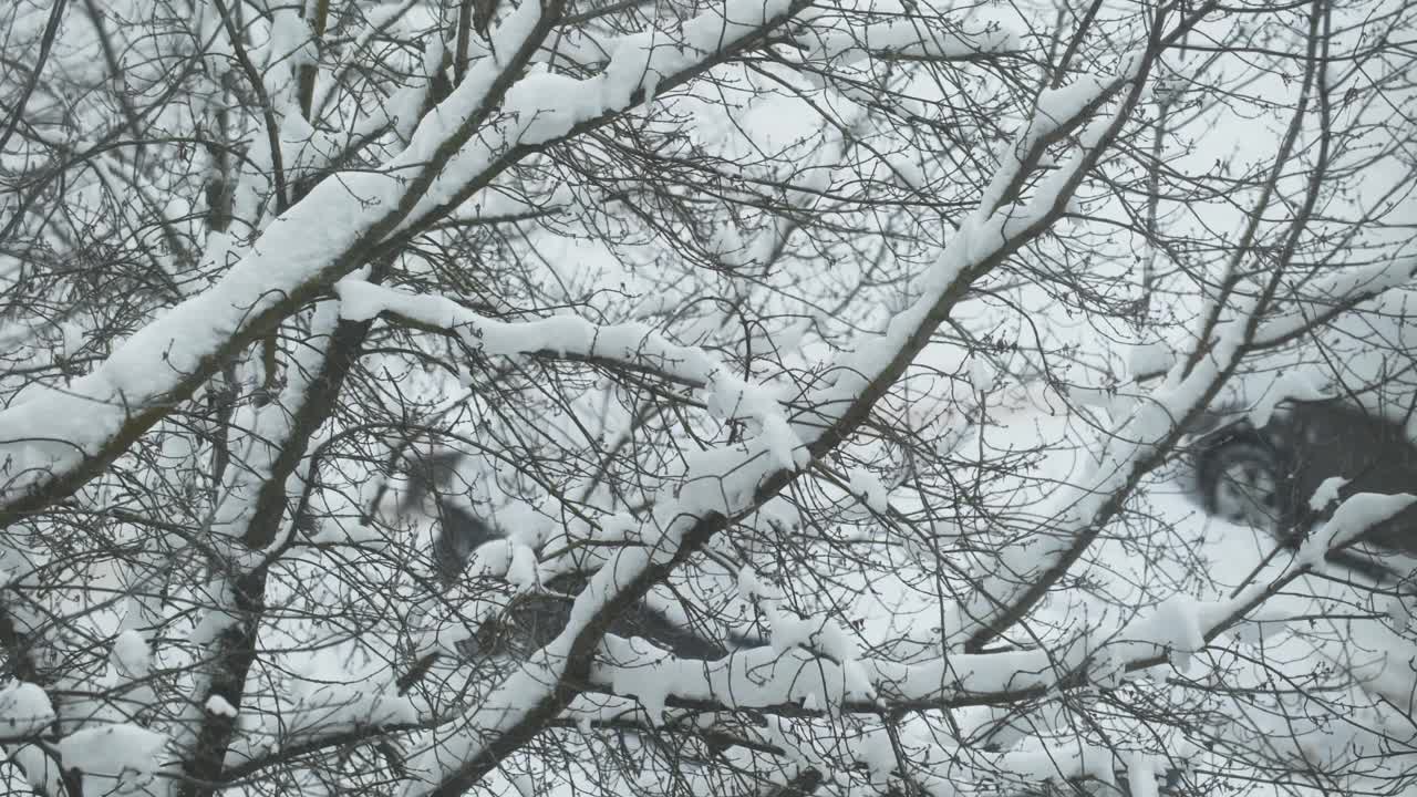 在城市大雪的背景下，汽车呼啸而过视频素材