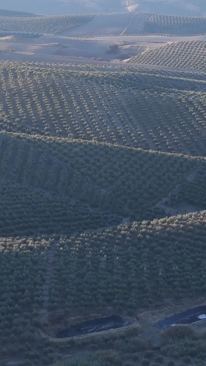 橄榄林景观的垂直视频视频下载