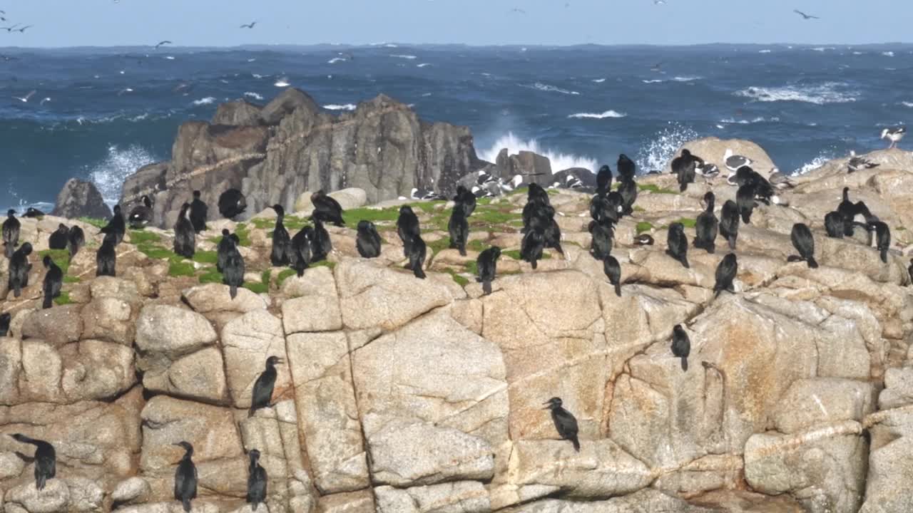 鸬鹚和其他海鸟在岩石上。视频素材