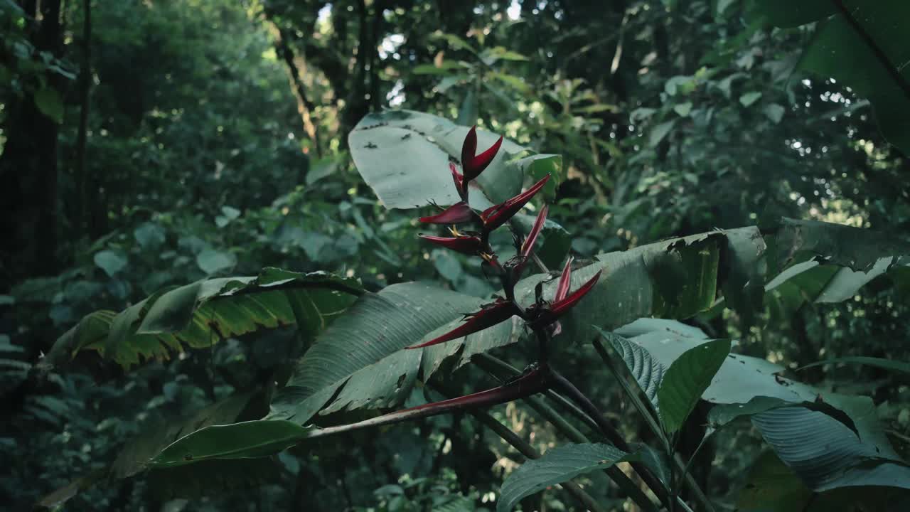 哥斯达黎加雨林中的一种红色植物视频素材