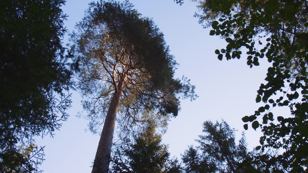 阳光明媚的夏日早晨，低角度拍摄森林公园高大的树干，背景是植物叶子、植被和蓝天视频素材