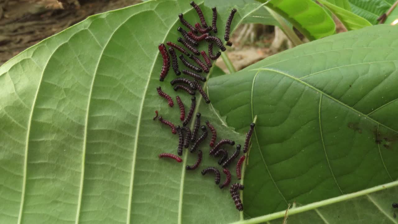 叶子上的一群毛虫视频素材