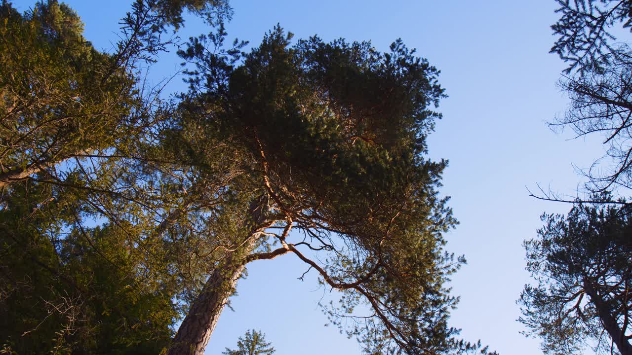 阳光明媚的夏日早晨，森林公园高大树干的低角度轨道视图，植物叶子植被和蓝天为背景视频素材