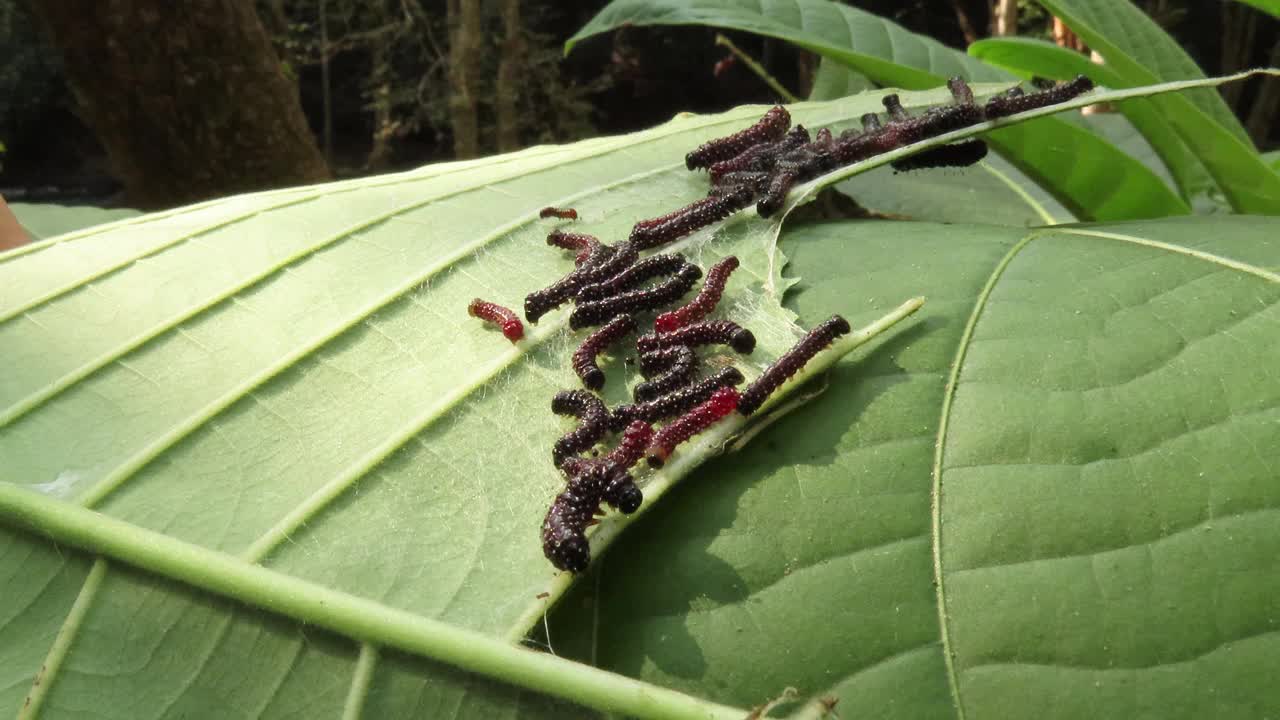 叶子上的一群毛虫视频素材