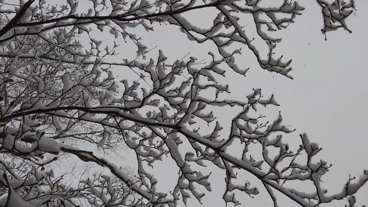 雪从树上飘落视频素材