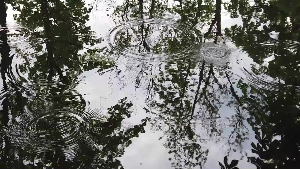 雨滴落在水中;树木倒映在湖中视频素材