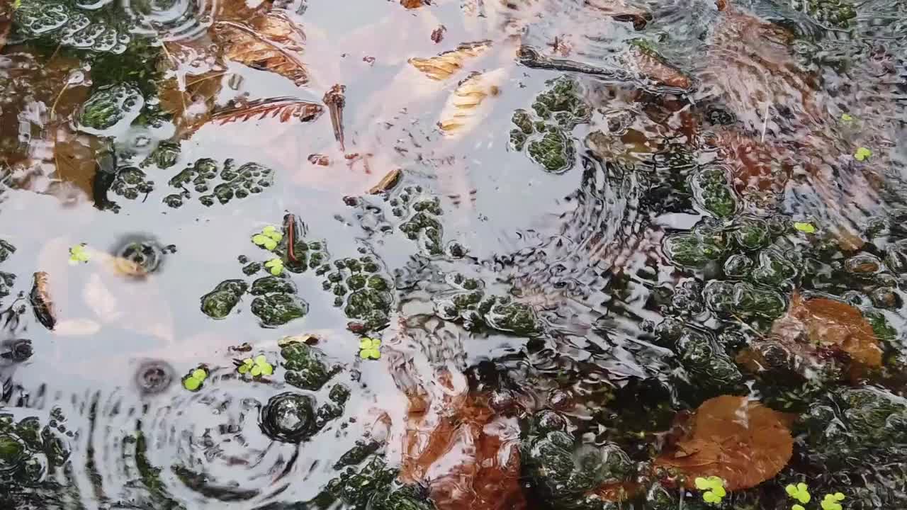 雨滴落在水面上;秋天的树叶和树木倒映在池塘里。沼泽植被视频素材