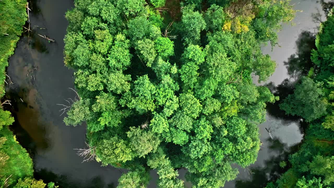 河流和绿色的森林。波兰野生动物鸟瞰图视频素材