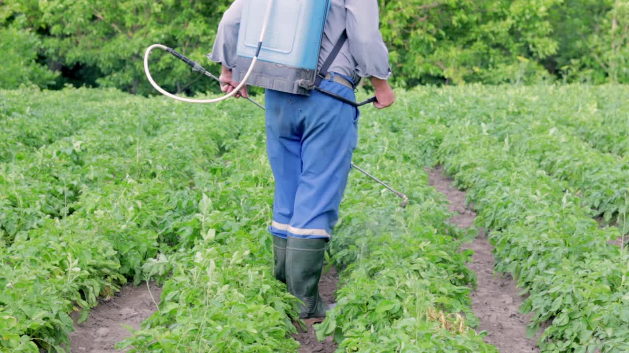 一位农民正在给他的土豆施用杀虫剂。一名男子的腿上穿着个人防护装备，用于施用农药。一名男子向马铃薯丛喷洒硫酸铜溶液。视频素材