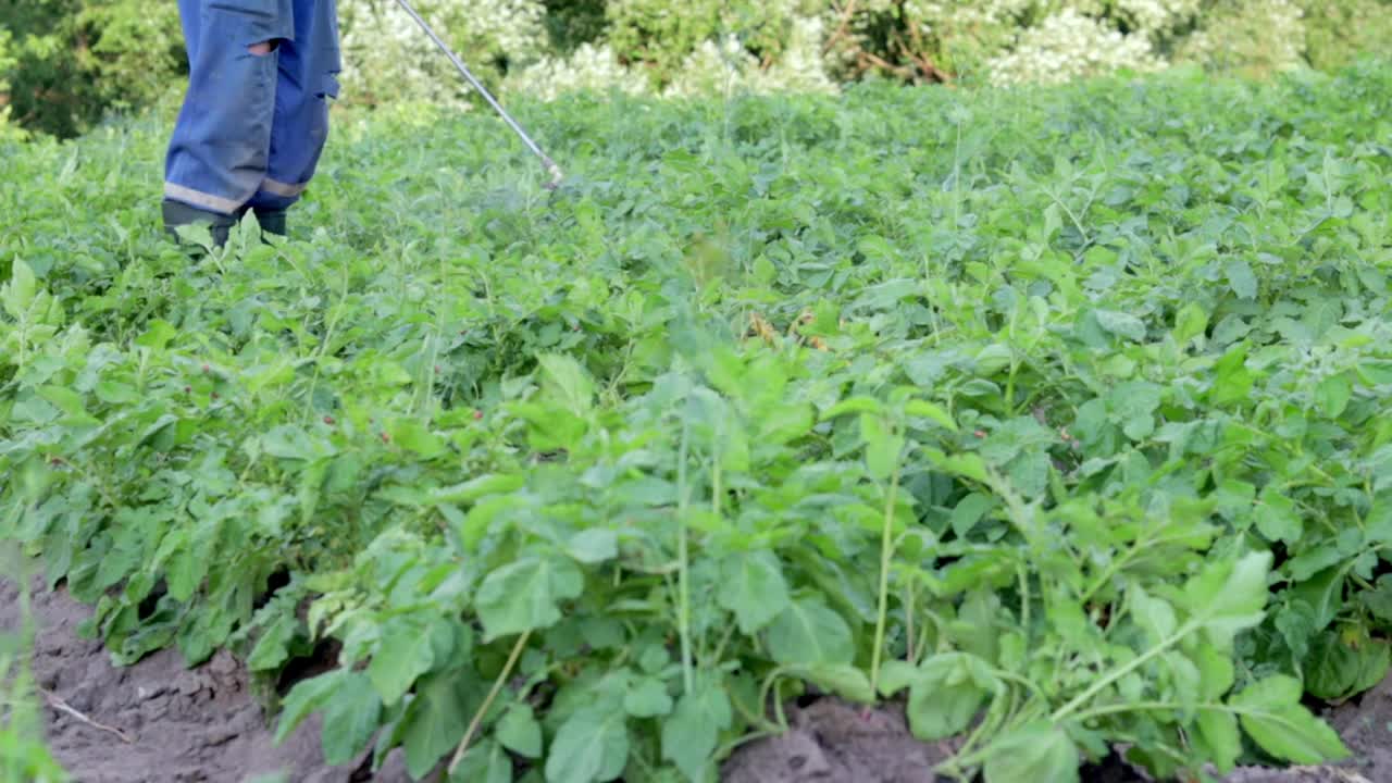 一位农民正在给他的土豆施用杀虫剂。一名男子的腿上穿着个人防护装备，用于施用农药。一名男子向马铃薯丛喷洒硫酸铜溶液。视频素材