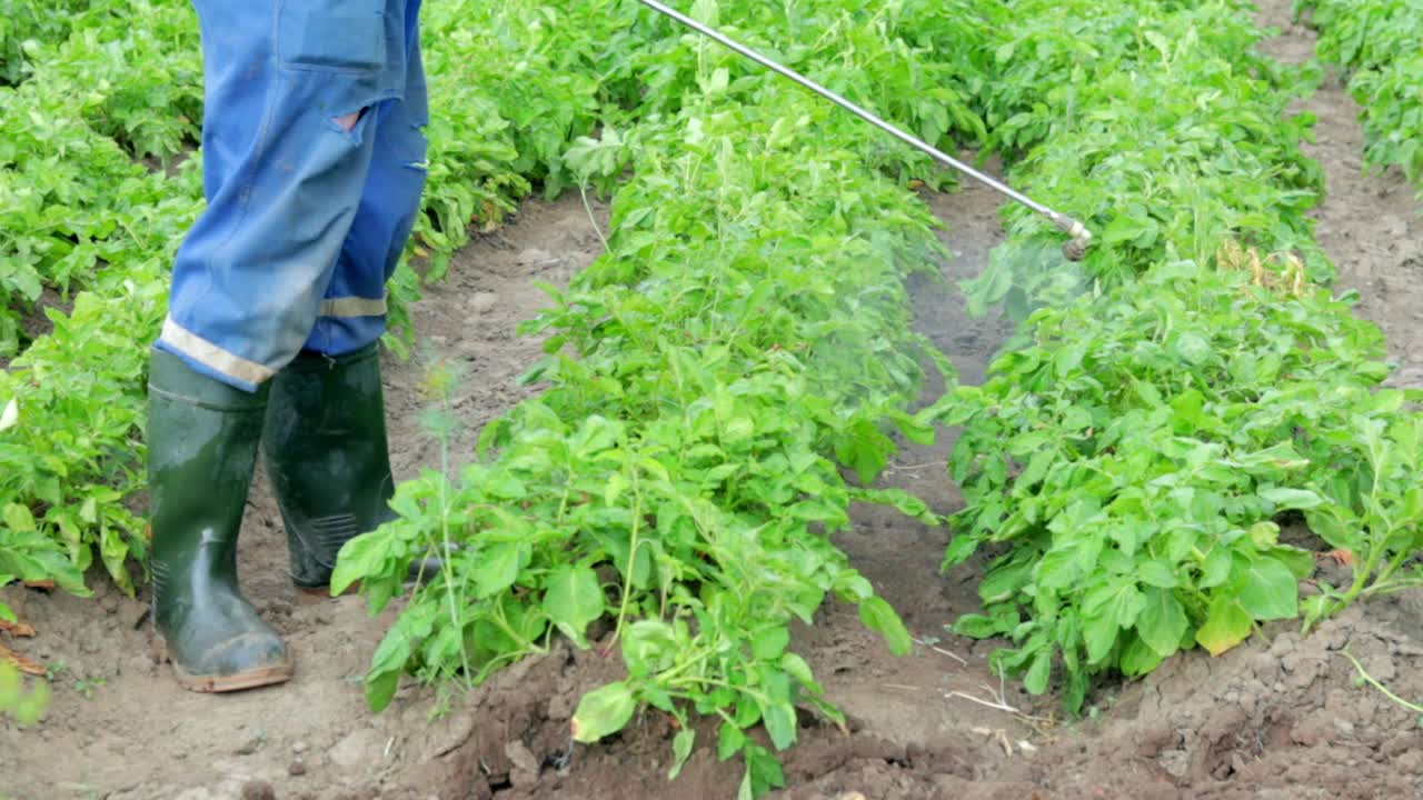 一位农民正在给他的土豆施用杀虫剂。农业中化学品的使用对抗真菌感染和昆虫。一名男子用手动喷雾器在马铃薯种植园喷洒农药。视频素材