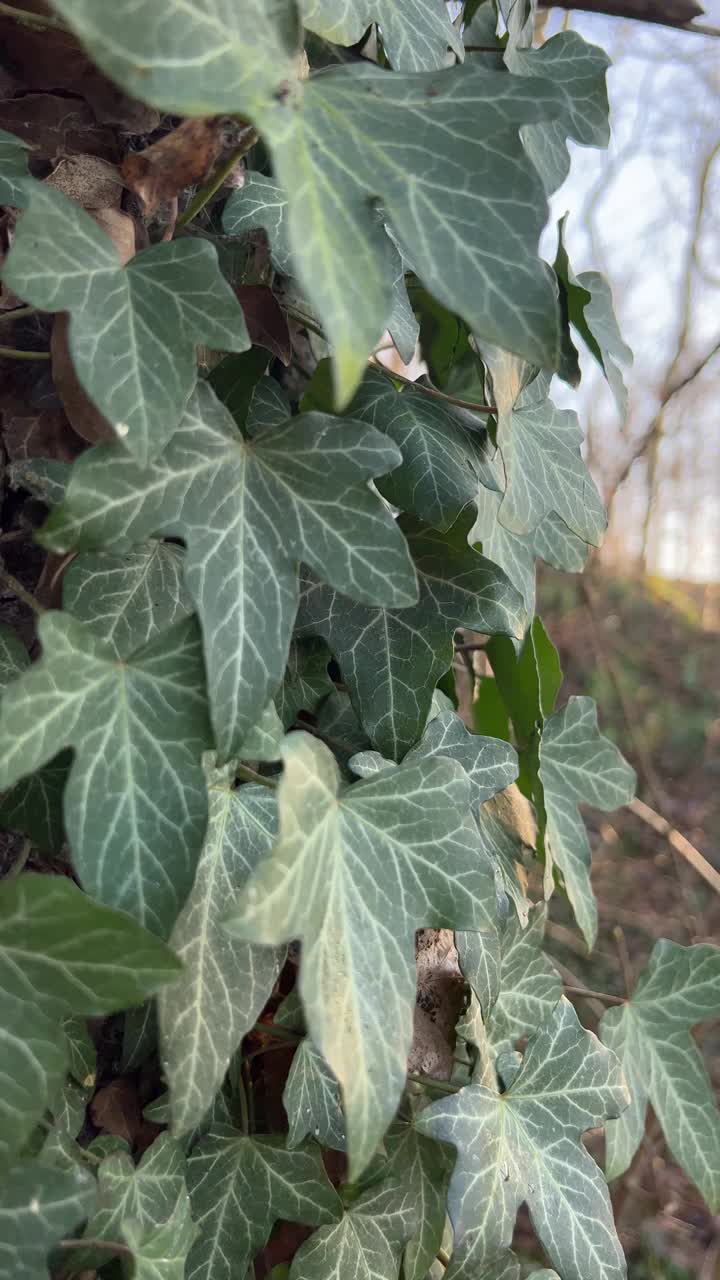 长在森林里树上的常春藤视频素材