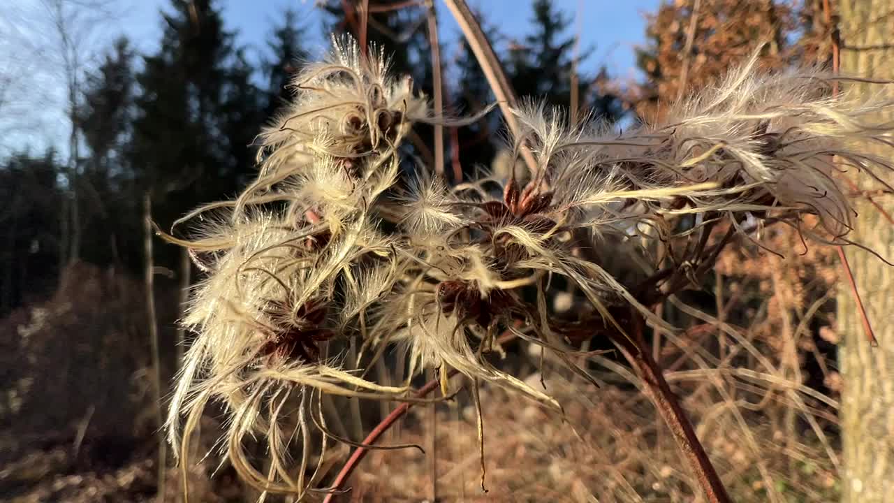 路边的牛蒡植物视频素材