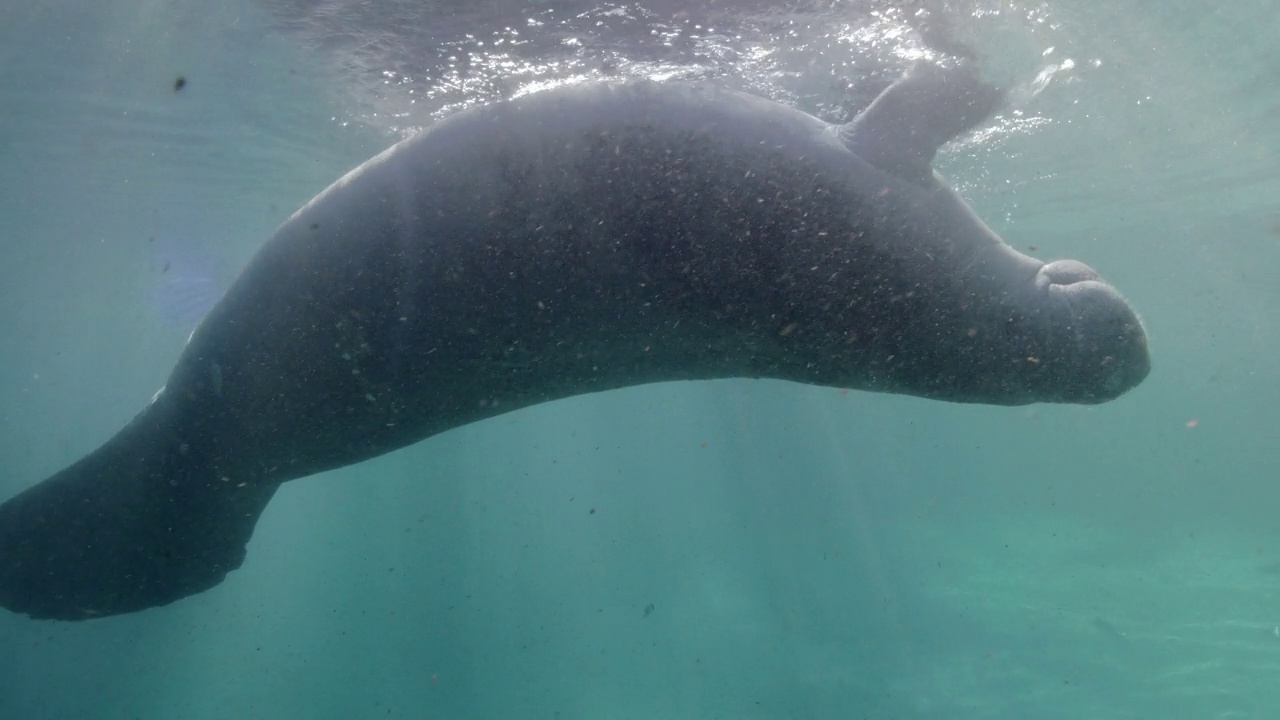 野生海牛水花视频素材