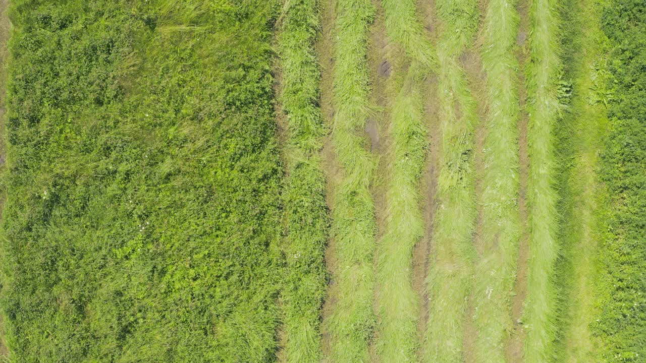 拖拉机割绿草干干草-顶部视图空中拍摄视频素材