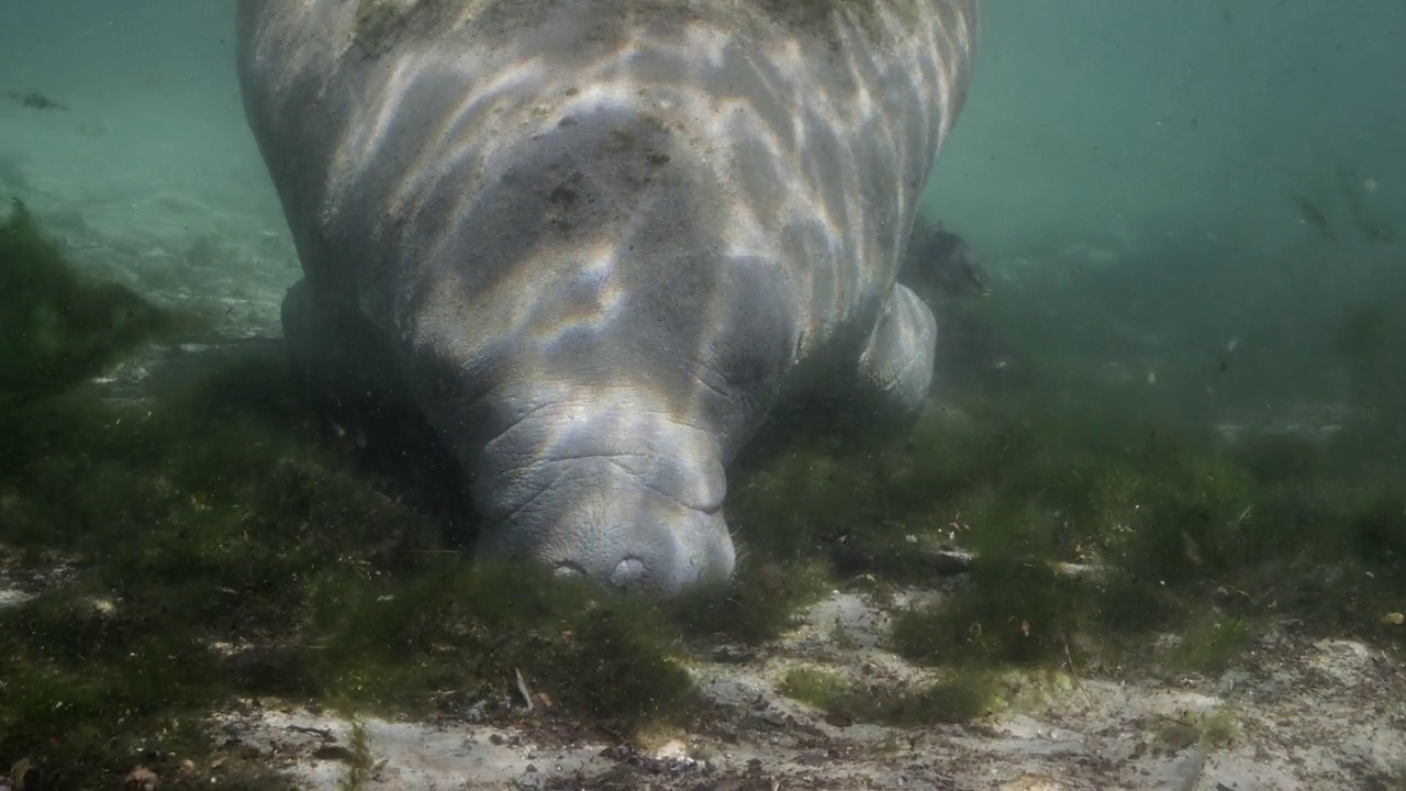 海牛特写镜头视频素材