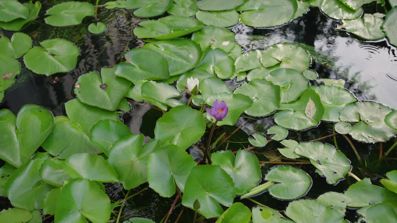 池塘里的睡莲视频素材