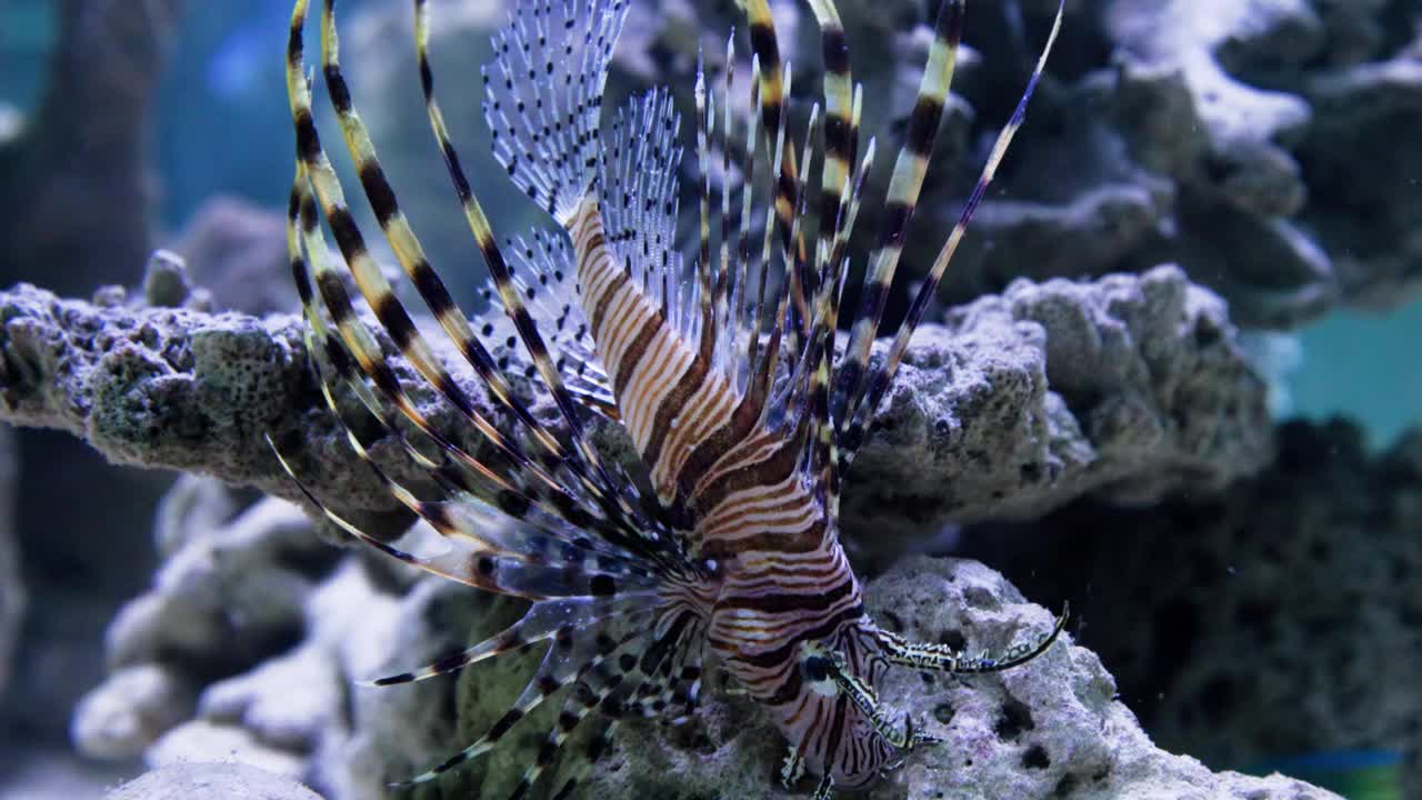 这条红色狮子鱼正游在浑浊的水族箱里视频素材