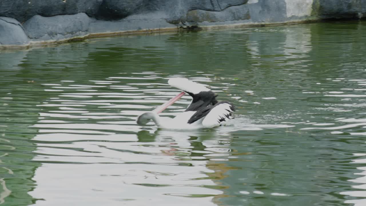 一只鹈鹕鸟(pelican bird)正在绿树环绕的水库中游泳视频素材