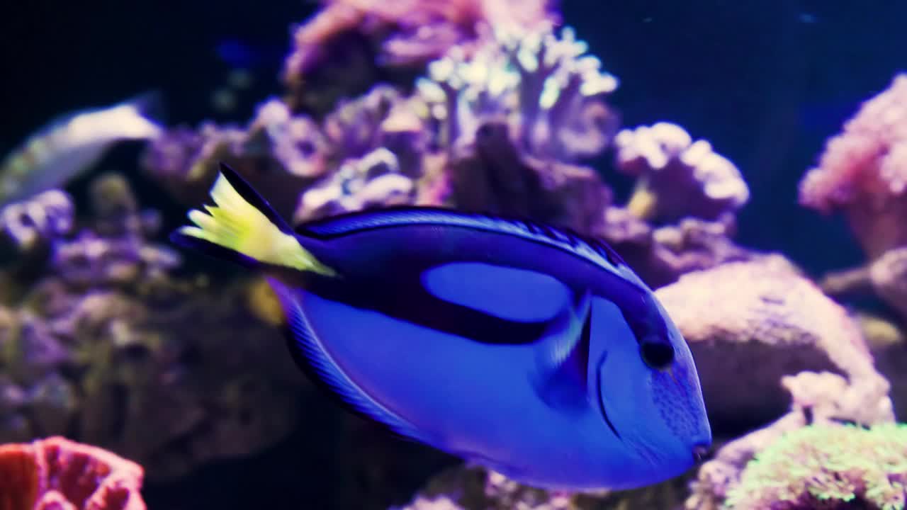 蓝塘鱼，它在布满岩石的微浑浊的水中游泳视频素材