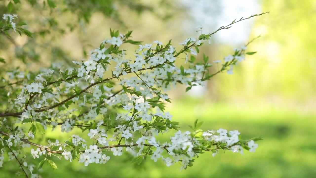 苹果树的花朵在一个盛开的花园的美丽模糊的背景视频素材