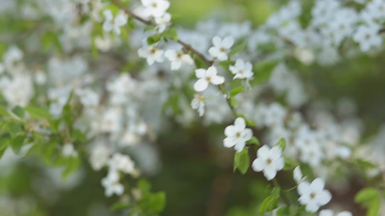 苹果树的花朵在一个盛开的花园的美丽模糊的背景视频素材