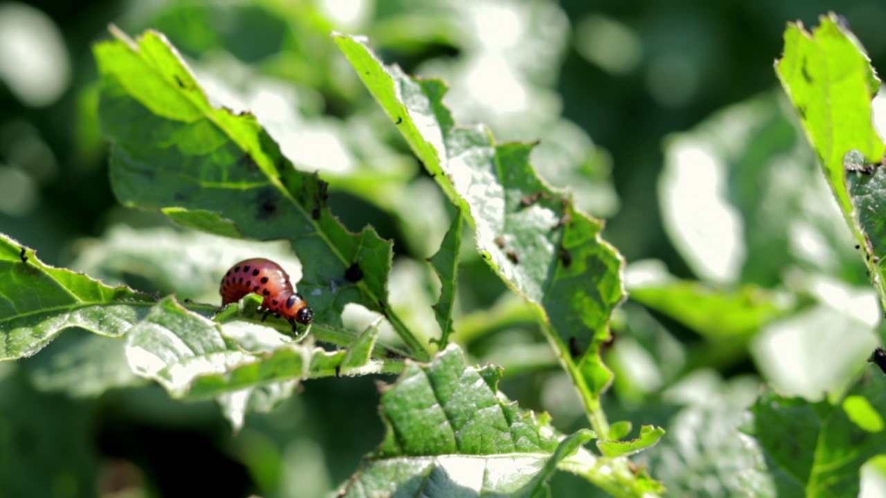 科罗拉多条纹甲虫幼虫在受损的土豆叶子上的特写。Leptinotarsa Decemlineata。花园阳光下马铃薯害虫严重。科罗拉多马铃薯寄生虫的幼虫吃叶子。视频素材