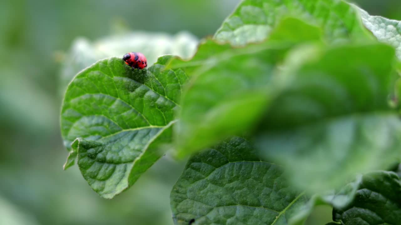 科罗拉多条纹甲虫幼虫在受损的土豆叶子上的特写。科罗拉多土豆甲虫。花园阳光下马铃薯害虫严重。科罗拉多马铃薯寄生虫的幼虫吃叶子。视频素材