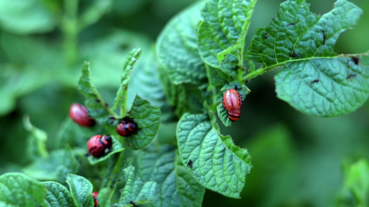 科罗拉多条纹甲虫幼虫在受损的土豆叶子上的特写。Leptinotarsa Decemlineata。花园阳光下马铃薯害虫严重。科罗拉多马铃薯寄生虫的幼虫吃叶子。视频素材