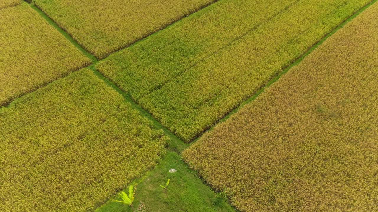 稻田的俯视图视频素材