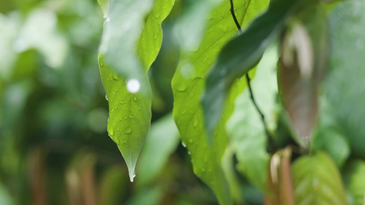 自然界的雨滴滴在绿叶上视频素材