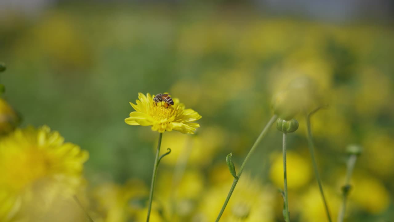 特写黄花与蜜蜂在花园。视频素材