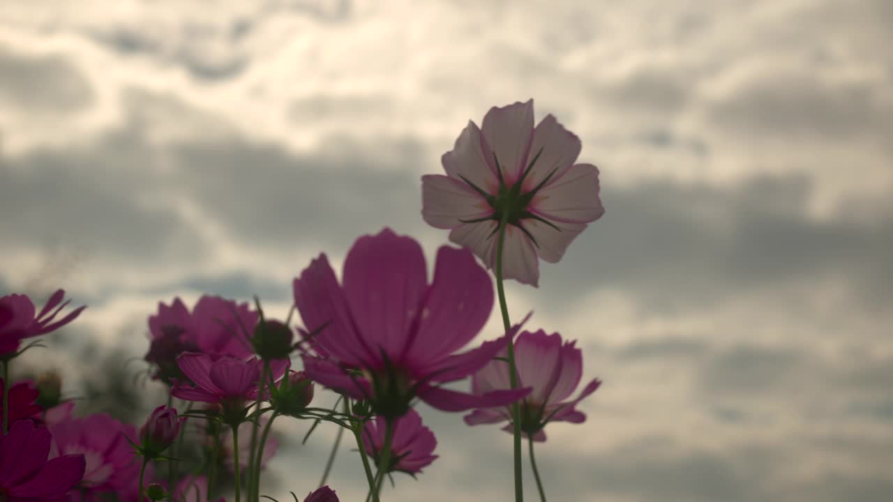 硫磺宇宙花在花园里盛开。视频素材