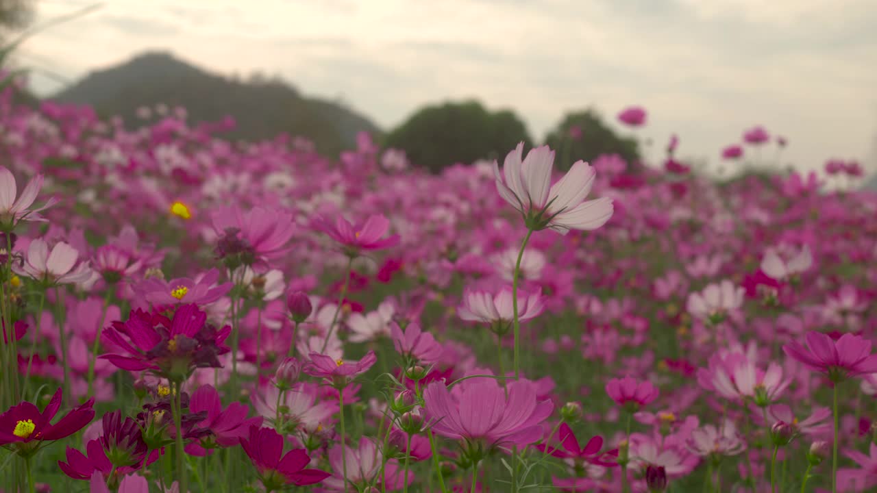 硫磺宇宙花在花园里盛开。视频素材