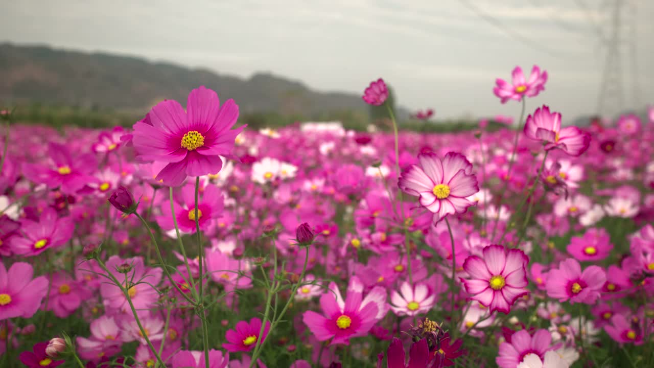 硫磺宇宙花在花园里盛开。视频素材