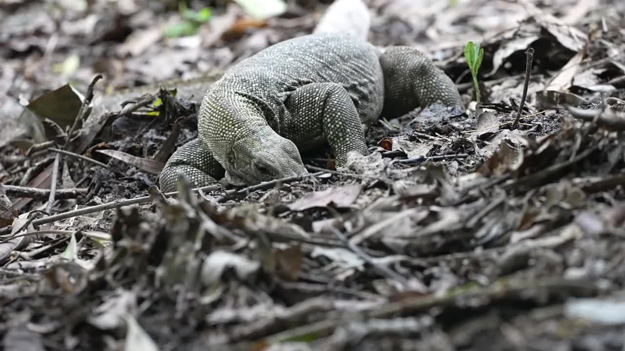 马来亚水质监测视频素材