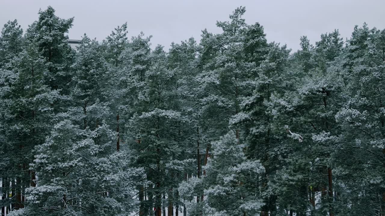 雪天的自然风光视频素材