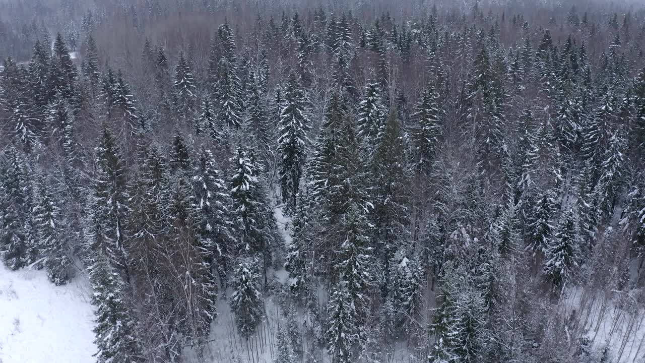 在寒冷多雪的冬天，树梢和树枝被霜和雪覆盖的森林视频素材