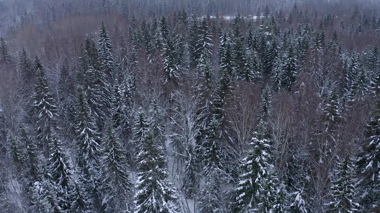 森林的树梢和树枝上覆盖着白霜和雪，在大雪纷飞的寒冷冬天可以看到道路。视频素材