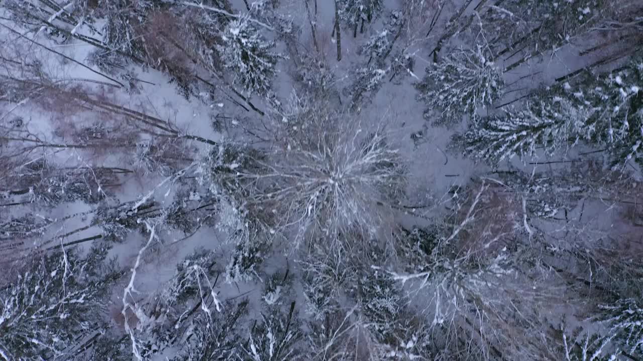 飞过冬天的森林，树枝上覆盖着雪视频素材