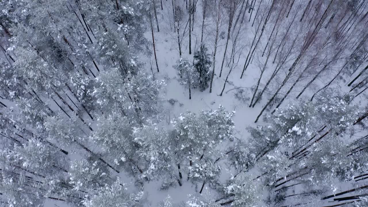 白雪覆盖的森林和白雪覆盖的道路的全景。倾斜。视频素材